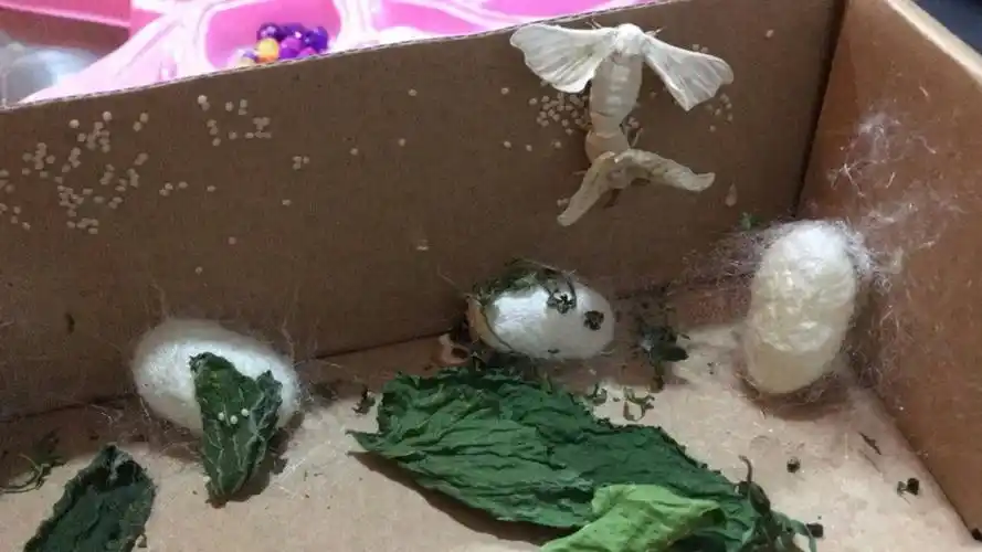 蚕宝宝变成飞蛾了