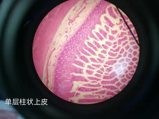 上皮组织显微镜观察图片