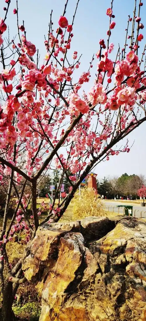 梅花合肥植物园丰后