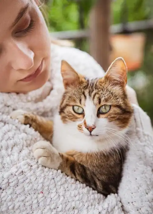 如何让猫咪坐在怀里