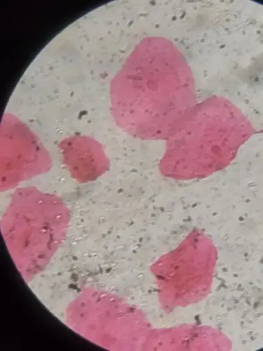 人体口腔上皮细胞