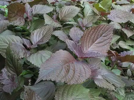 紫苏图片_紫苏叶的功效与作用|怎么吃_紫苏的种植方法|栽培技术-花语