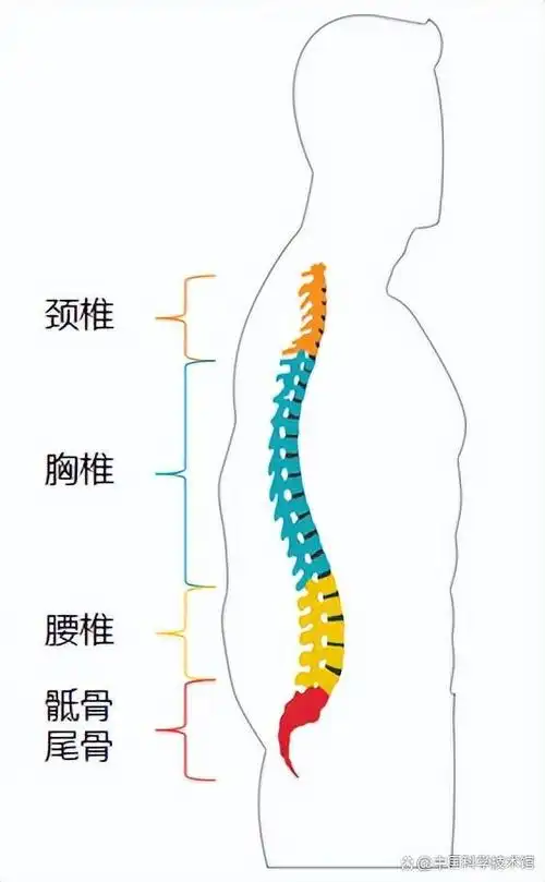 哪些习惯会对"脊梁骨"不利?如何延缓脊柱衰老?