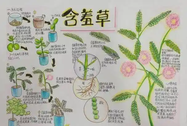 他们首先用9幅图,记录了含羞草种子从播种到枯萎的过程,历时六个月