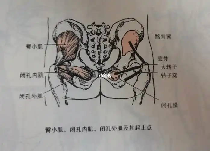 每天学习一个肌肉闭孔内肌