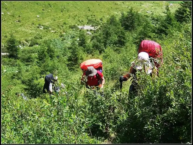 沿陡坡向上攀升路是那么的明显,与我第一次走时完全不同,那时草坡上