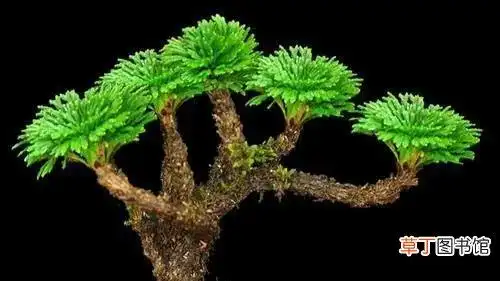 九死还魂草的功效与作用,种不死的复苏仙草——九死还魂草