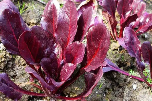 江苏红叶菠菜苗批发