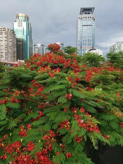 凤凰花树(厦门市"市树")