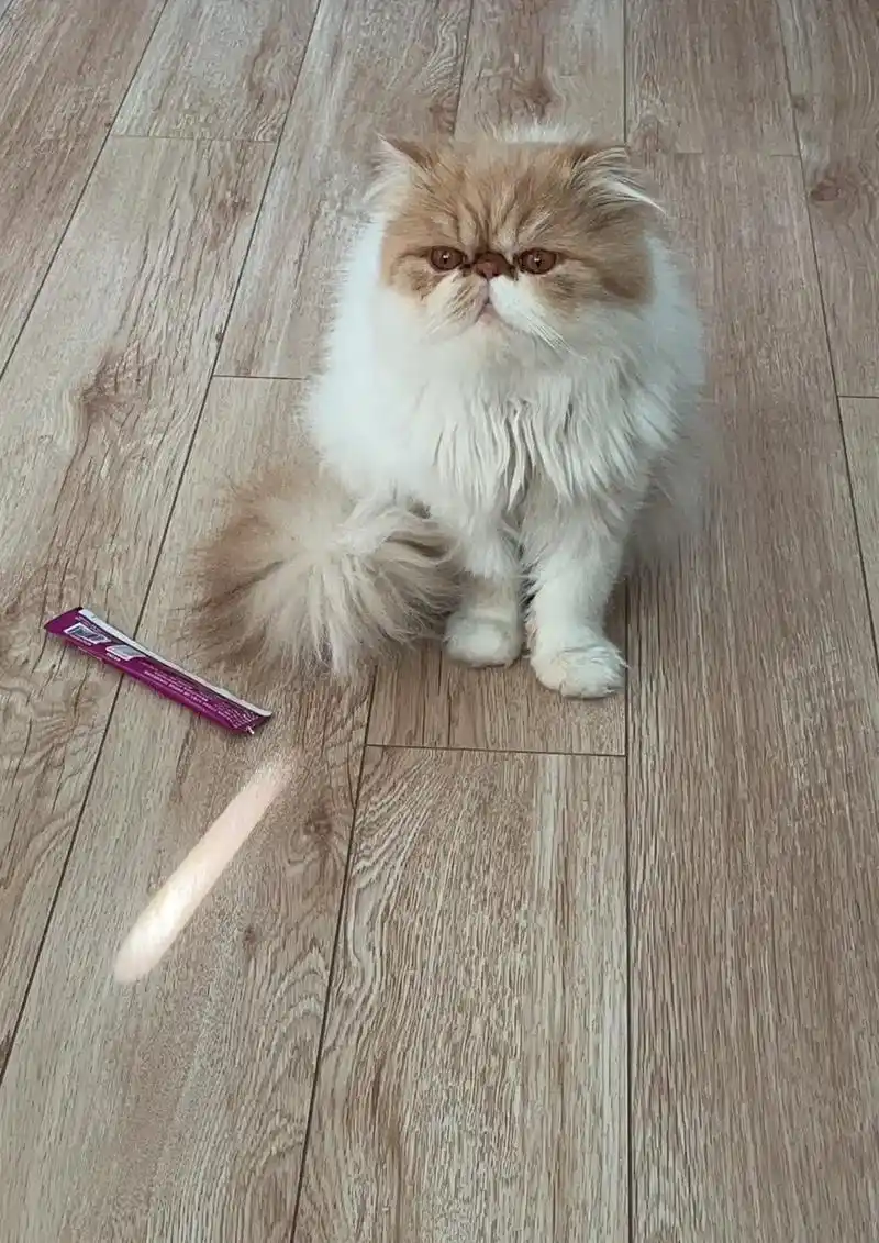 长毛加菲猫黄白毛色 尾巴特别粗.胡子左右颜色不对称 前 - 抖音