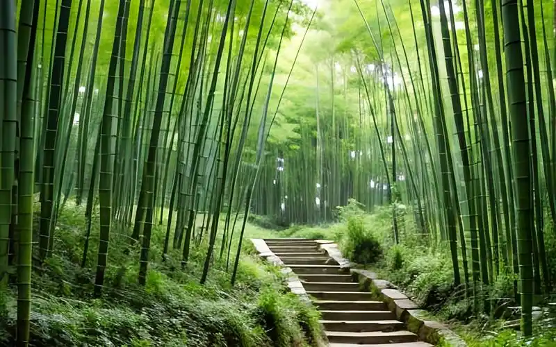 唯美四季竹9林中的弯曲小路