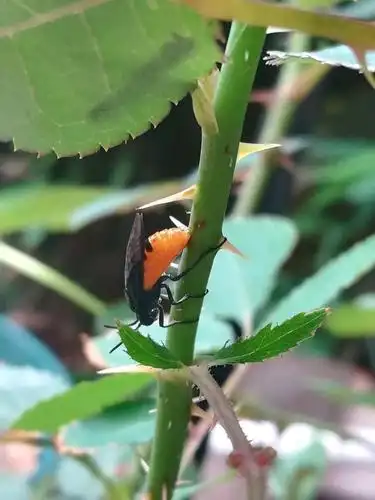 这叫切叶蜂,专门吃月季的叶子的.