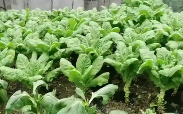 村上的一大片窝鸡菜