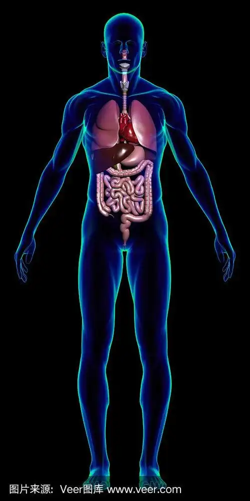 人体有内部器官