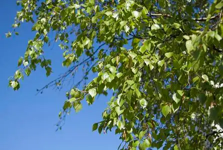 白桦叶图片-白桦叶素材-白桦叶插画-摄图新视界