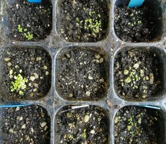 不怕热的大岩桐,夏季表现优异