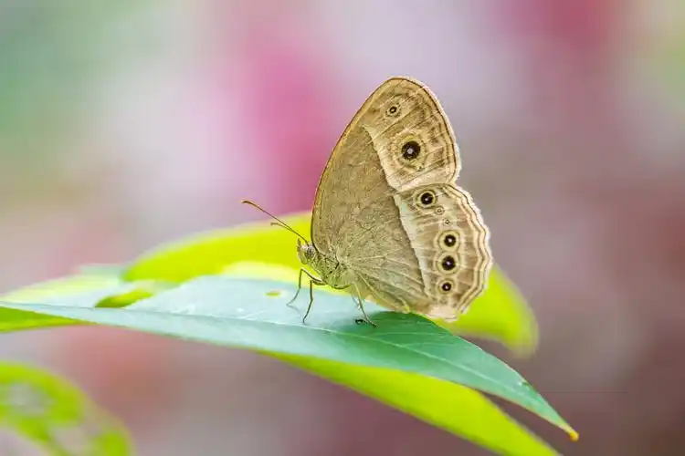 自然生态之美眼蝶