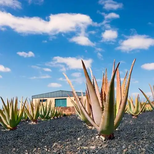 aloe vera plantation at fuerteventura