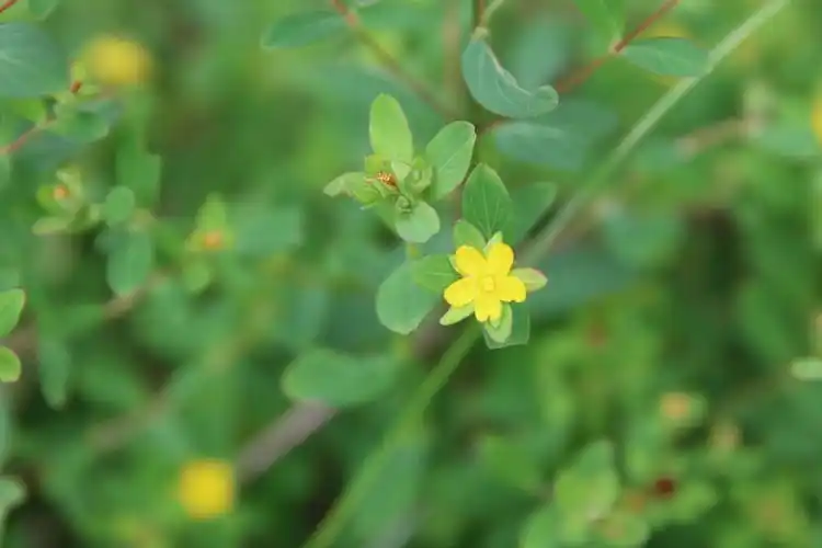 庆元植物1343藤黄科金丝桃属扬子小连翘