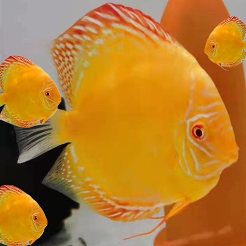 黄金七彩神仙鱼哪家好前10位