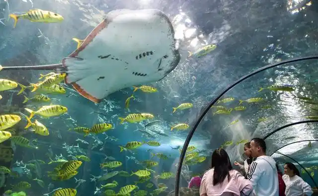 河南洛阳:"水下音乐会"乐享海洋奥秘