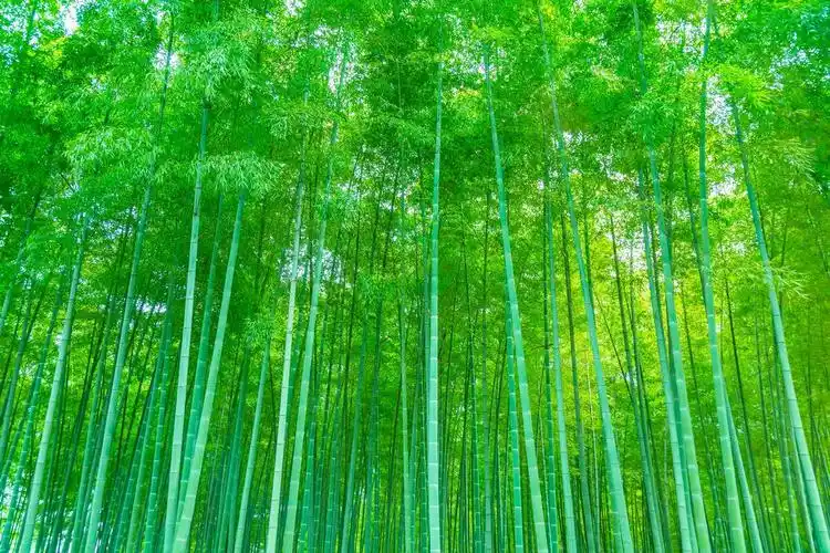 清新淡雅的竹林