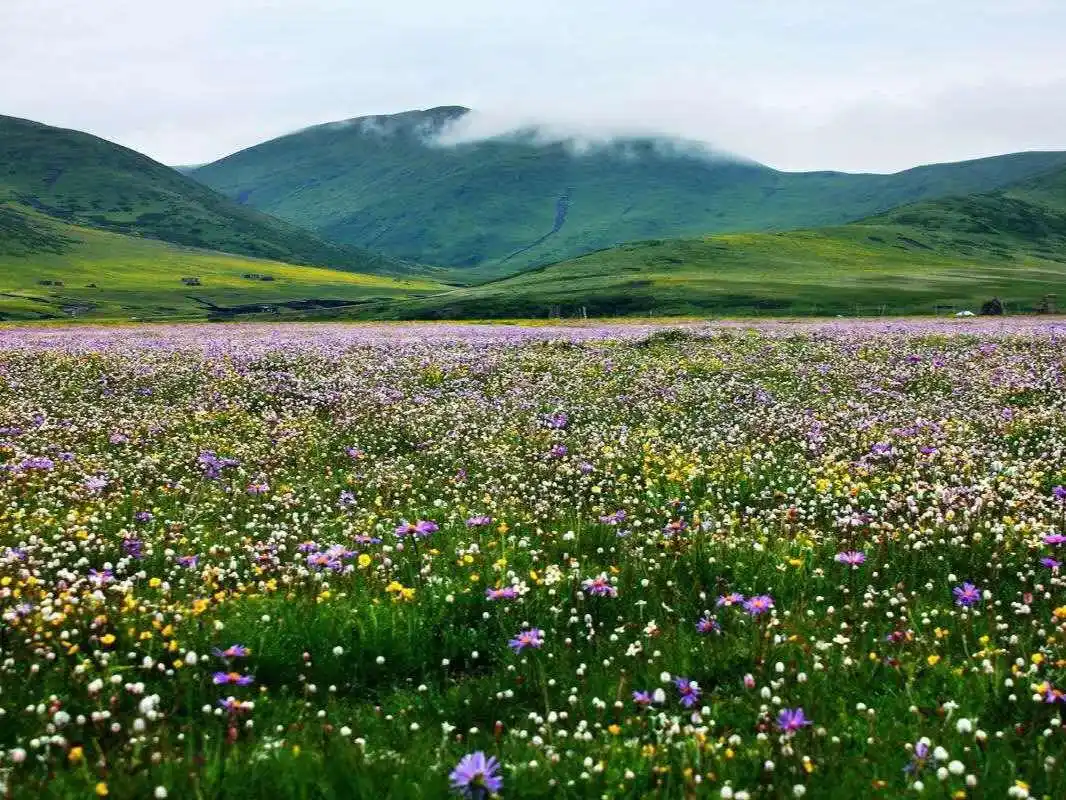 最美草原花海四川省阿坝州红原俄么塘花海