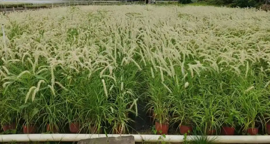 观花草基地供应大布尼狼尾草,绿植地被花苗东方狼尾草