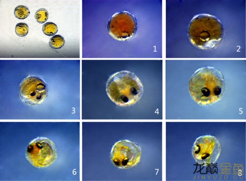 显微镜看金鱼卵的生长周期!