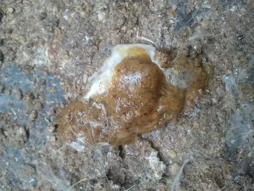 请兽医帮我分析下鸡粪