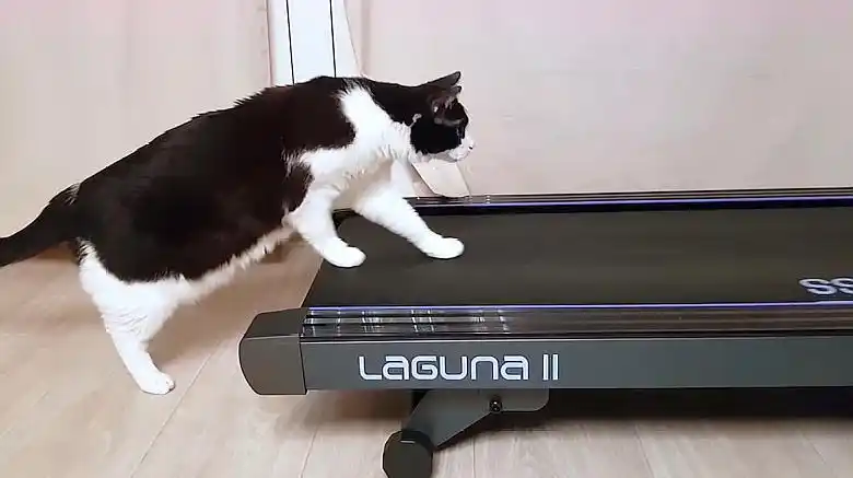 男子将猫咪放到 跑步机上,按下 开关那一刻,简直让人哭笑不得!