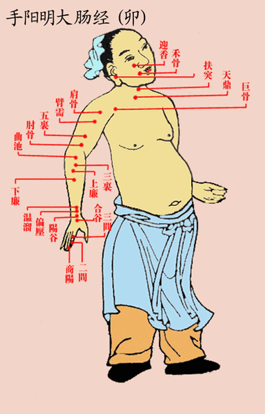 手阳明大肠经(卯)