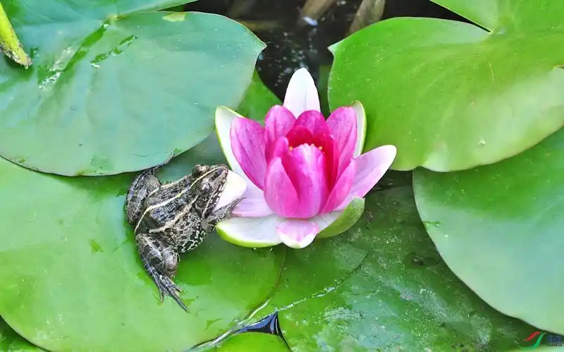 莲花中的蛙