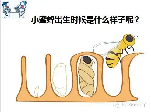 本月科学实验课《蜜蜂王国》4