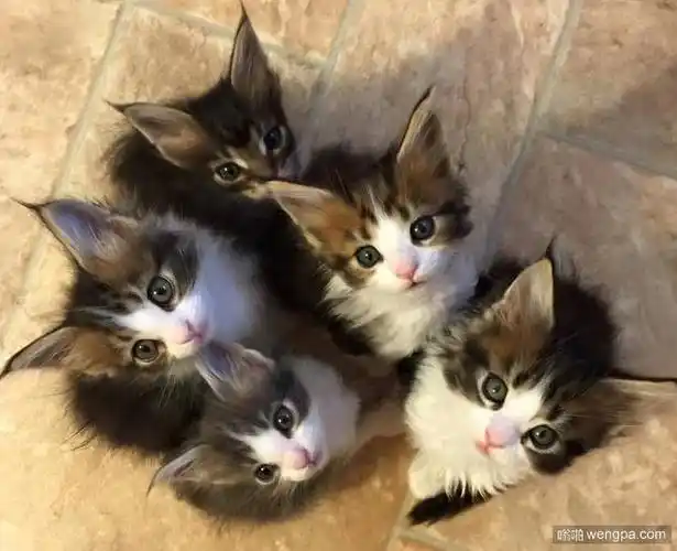 缅因猫宝宝 可爱缅因猫小猫咪萌宠图片