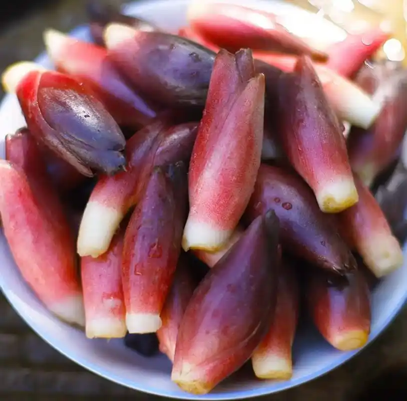 洋荷姜你见过,可是你见过开花的洋荷姜吗#大山里的味道 #我的 - 抖音