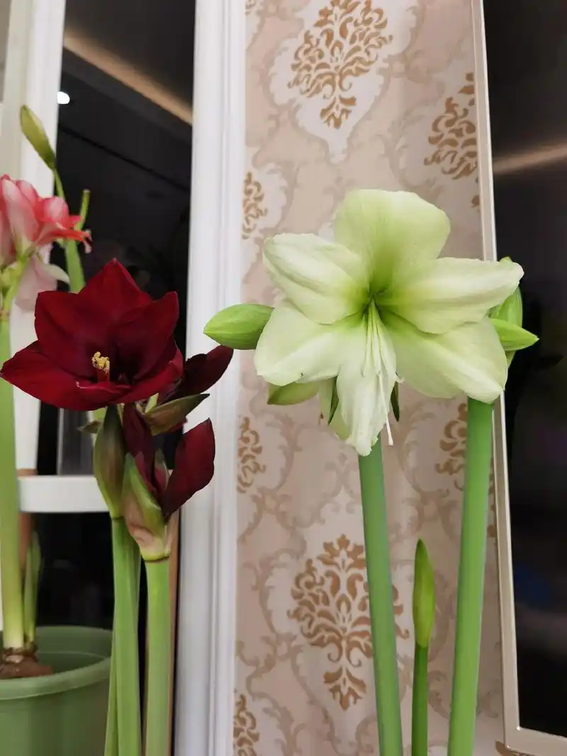 朱顶红 月神卢娜种下的第37天开花了,一球三剑,一剑四朵, - 抖音