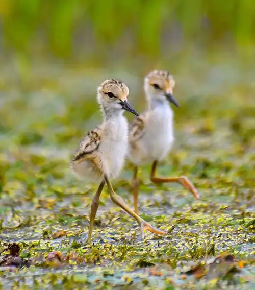 齐步走,长腿鹬幼鸟