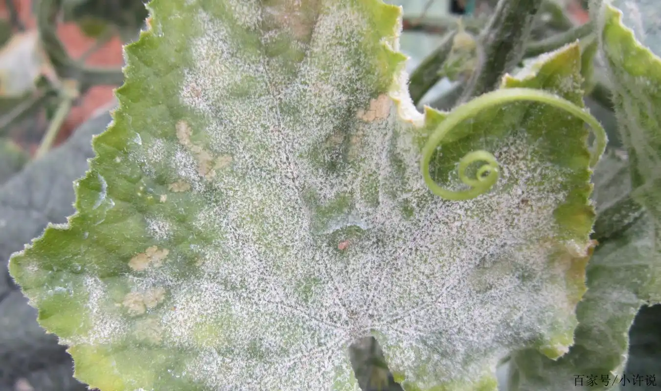 葡萄的3大杀手灰霉病.霜霉病.白粉病,如不及时预防可导致绝收