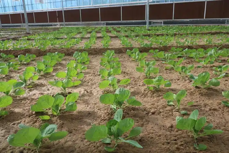 花草生机盎然 呈现出一幅 涨势喜人  美不胜收的景象 智能温棚种植