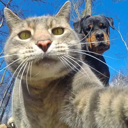 有一天,某位美国铲屎官正在摆弄着自己相机,被家里的喵星人manny看到