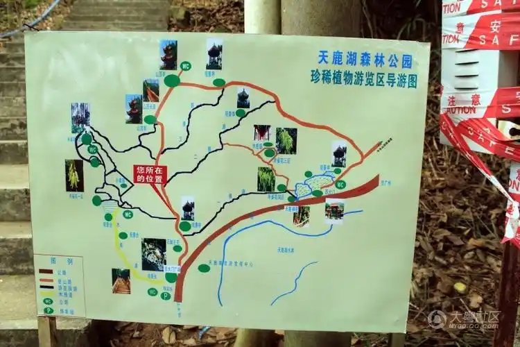 【广州游】天麓湖森林公园踏春&&邂逅醉美禾雀花