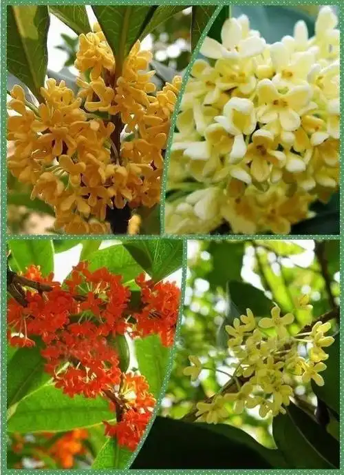 桂花的种类那么多,哪个最好看呢?