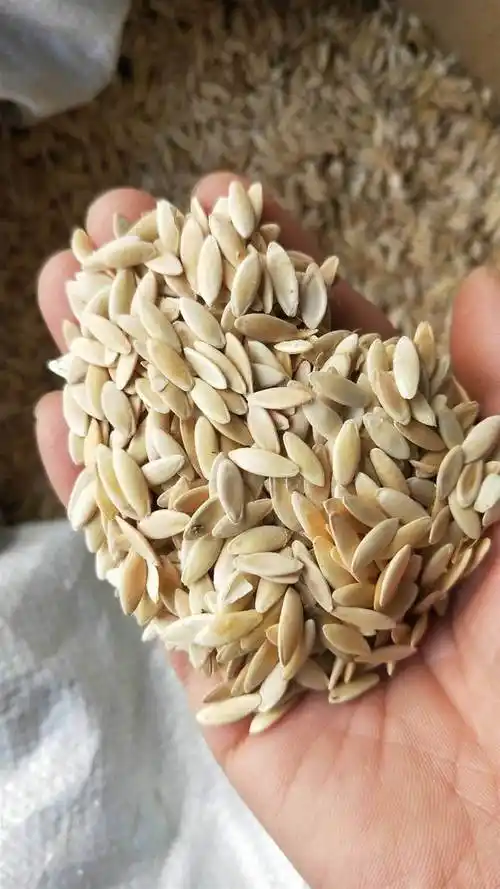 中药材黄瓜籽产地