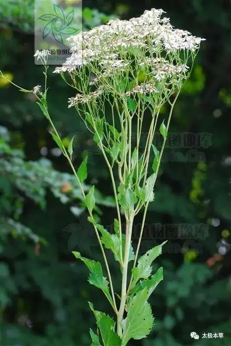 东风菜山边的野菜可用于毒蛇咬伤风湿性关节炎跌打损伤