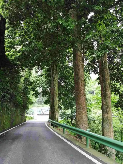 会龙庄旁的香楠树