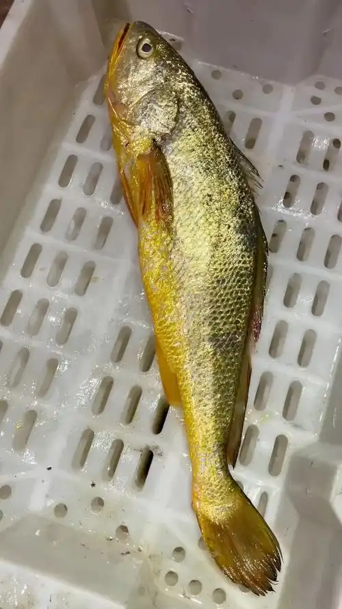 金子一样的野生大黄鱼,漂亮.