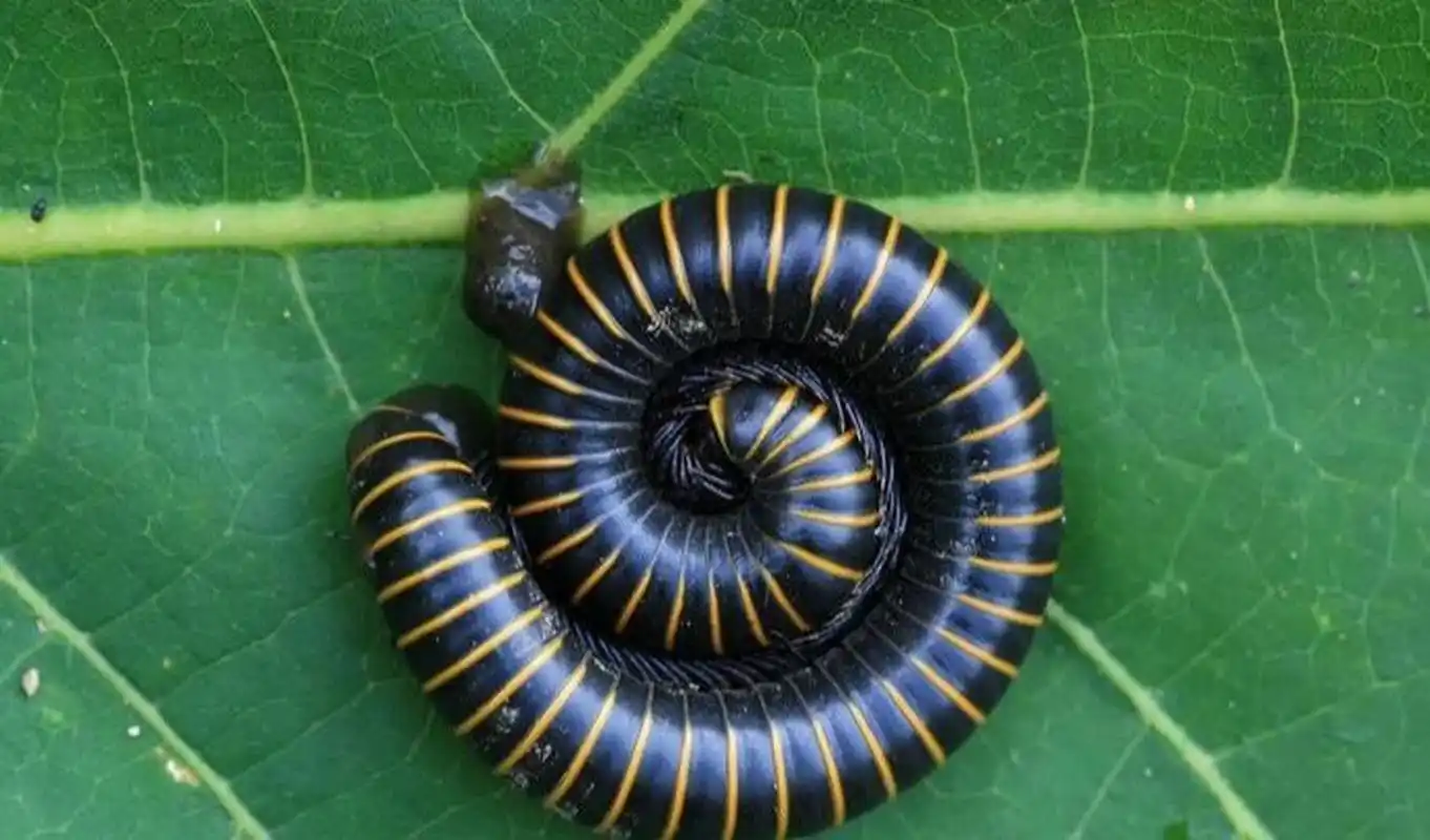 马陆虫的危害以及消灭马陆虫的方法 一,马陆虫有哪些危害?