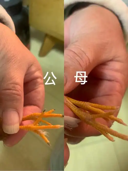 芦丁鸡如何一眼辨识公母