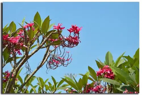 鸡蛋花花开淡雅香四溢